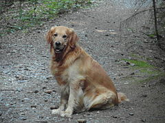 5 найкращих собак для новачків